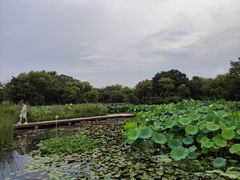 -西溪国家湿地公园