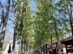 -杨柳青庄园