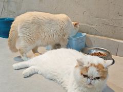 -Heymao猫咖.咖啡厅(东门店)