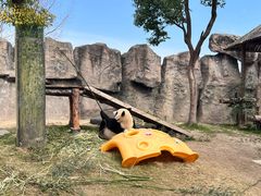 -上海野生动物园