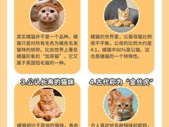 -翊宠yipet猫狗购宠庄园犬舍•猫舍
