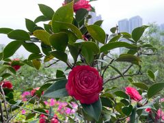 -广东花都湖国家湿地公园