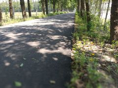 -上海长兴岛郊野公园