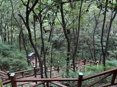 -大岭沟猕猴桃谷风景区