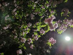 -仁恒西郊花园
