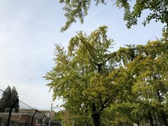 -三里屯东五街银杏大道