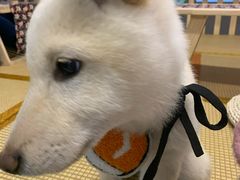 -柴迷FANS CLUB·柴犬狗咖·猫咖