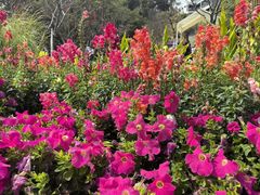 -西樵山风景名胜区-天湖公园