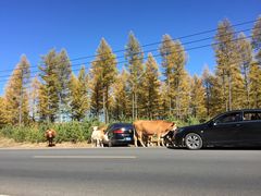 -塞罕坝国家级自然保护区