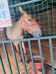 -小蜜蜂农场(凯德七宝购物广场店)