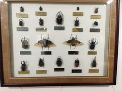 -上海昆虫博物馆