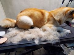 -PETKIT 小佩宠物·低压洗护·美容·寄养(安远店)