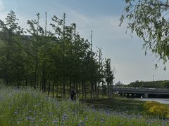 -春花秋色城市公园