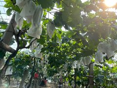 -马陆小张葡萄园农家乐