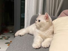 -lincat·猫舍(广州店)
