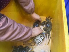 -蟹天蟹地农家菜·阳澄湖大闸蟹(浅水湾店)