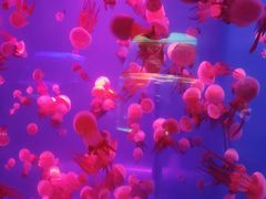 -左海海底世界