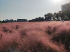 -映月湖中央公园