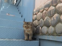 -喵屿·大理花园猫咖