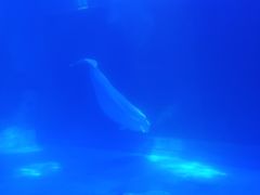 -上海海昌海洋公园-冰山北极馆