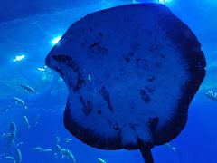 -成都浩海立方海洋公园