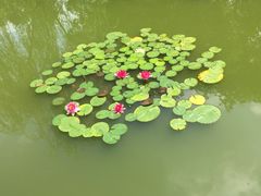 睡莲-嘉定博物馆