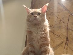 -more than meow吴止猫主题餐厅(承德 中船汇店)