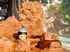 -猫小院猫主题咖啡厅(北锣店)