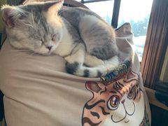 -more than meow吴止猫主题餐厅(承德 中船汇店)