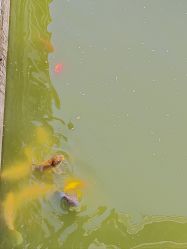 -安琪朵朵独栋花园月子中心