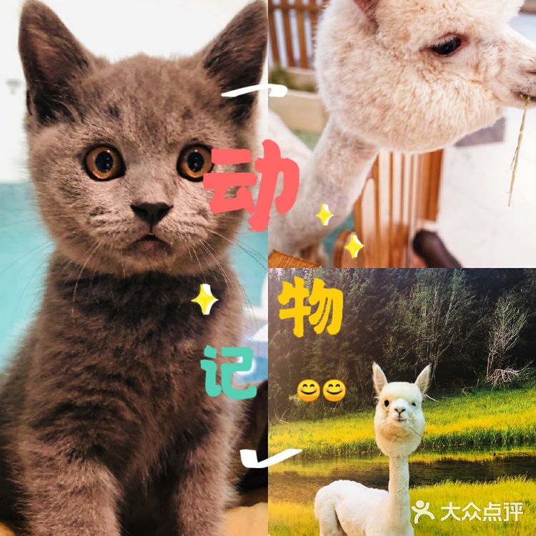 六一|萌到让娃只想尖叫的萌宠乐园😇 🍓🍡