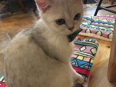-共舞时光猫咖·狗咖(新街口店)