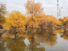 -金塔沙漠胡杨林景区