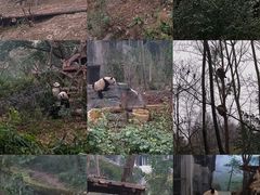 -成都大熊猫繁育研究基地