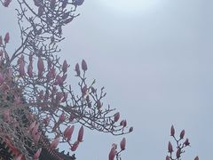 -天津大悲禅院