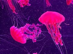 -珠海长隆海洋王国