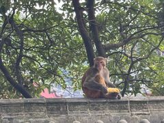 -黔灵山公园