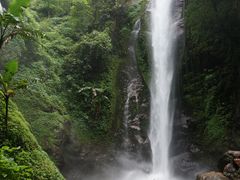景点-莫里热带雨林景区