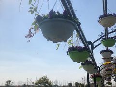 -荷兰花海