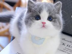 -Bastet sally猫舍购宠(静安店)