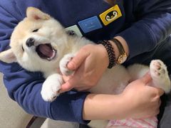-逗柴咖啡屋·狗咖猫咖宠物桌游