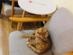 -滚猫咖啡·猫咖·猫友好撸猫(未来城店)