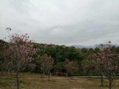 -聚龙山公园
