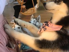 -Husky Go! 哈士奇体验馆·宠物咖啡厅狗咖