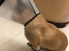 -派特宠物医院(圆融广场店)