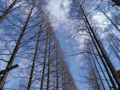 -昆山城市生态森林公园