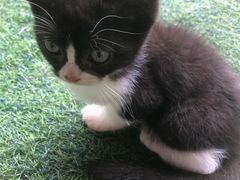 -楼上猫咖(罗湖店)