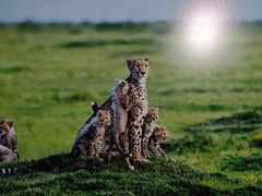 -罗红摄影艺术馆