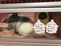 -藦茜花园宠物主题亲子互动体验馆(国顺东路店)