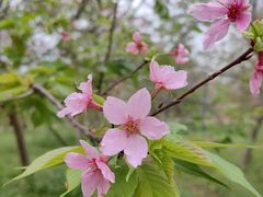 -天适樱花悠乐园